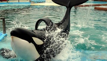 VIAJE A MUNDO MARINO